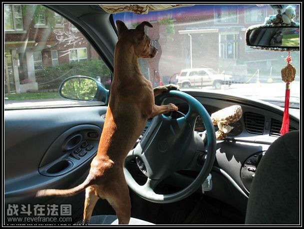 爸爸不在我来开车