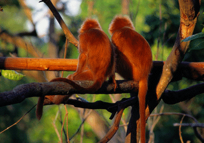 image001[1].gif