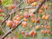 180px-Malus_sikkimensis0.jpg