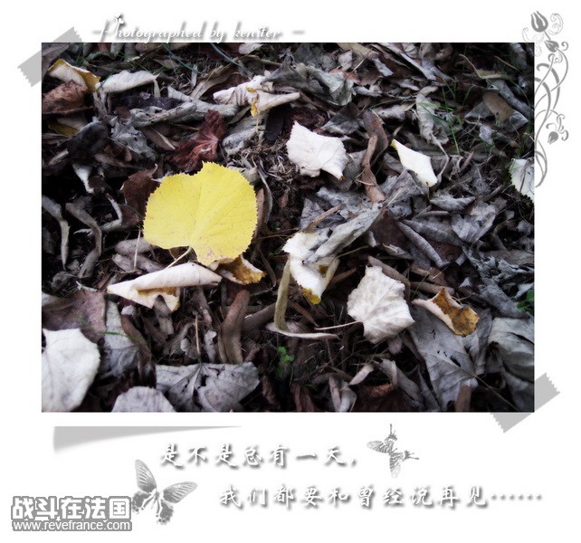 叶_调整大小.jpg