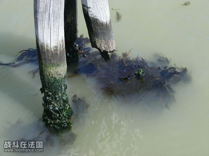 木头都已经长出海带了~~~