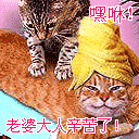 50316.gif