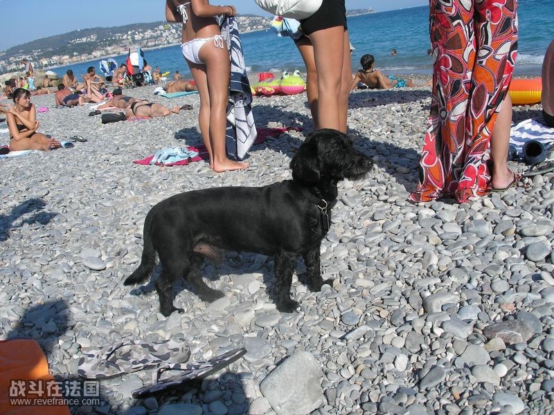 NICE海滩上的小狗.JPG