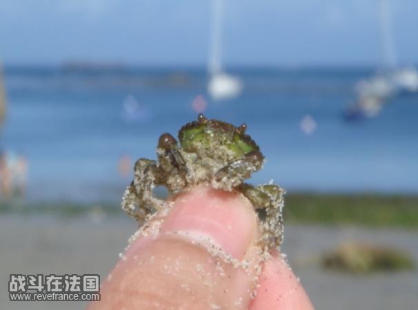 小螃蟹.很多小孩在潮水退去之后就在找了
