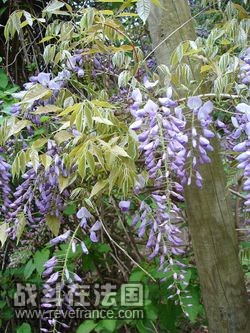 Glycine