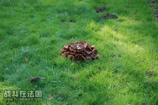 蘑菇DSC_0394.jpg
