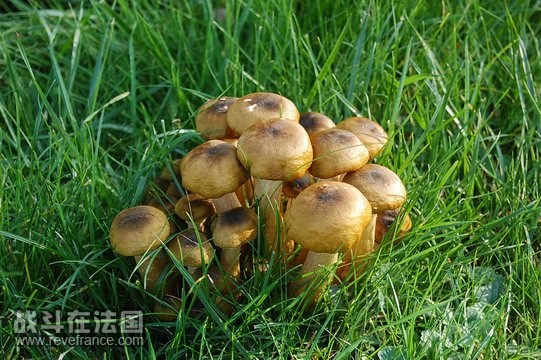 蘑菇DSC_0393.jpg