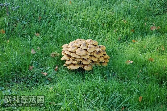 蘑菇DSC_0392.jpg