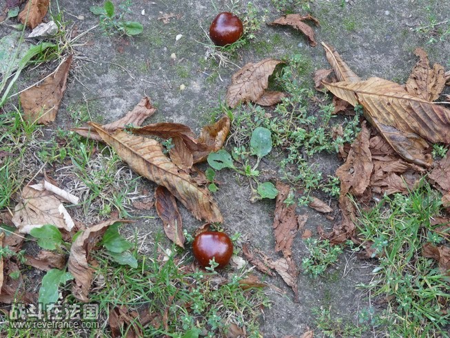 栗子P1050530.jpg