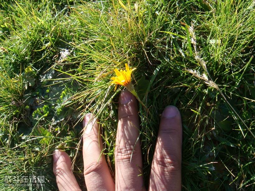 因为温度很低，花的根茎都很短.JPG