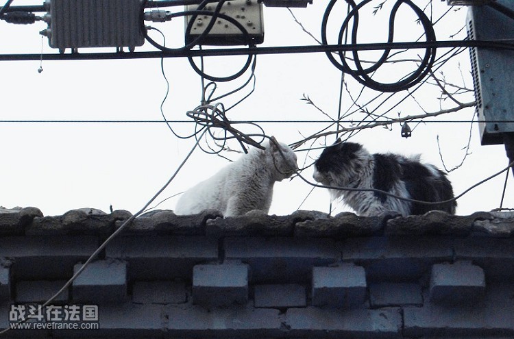 猫与狗.jpg