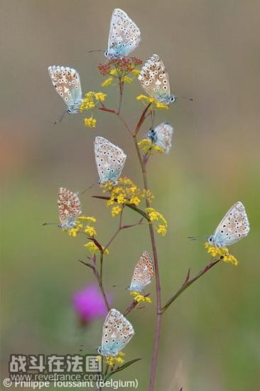 (Bouquet of butterflies)/菲利普-图圣特(比利时)