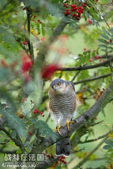 (Sparrowhawk on the lookout)/费格斯-吉尔(英国)