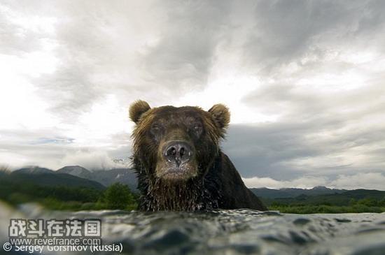 (Bear glare)/塞格伊-格斯科夫(俄罗斯)