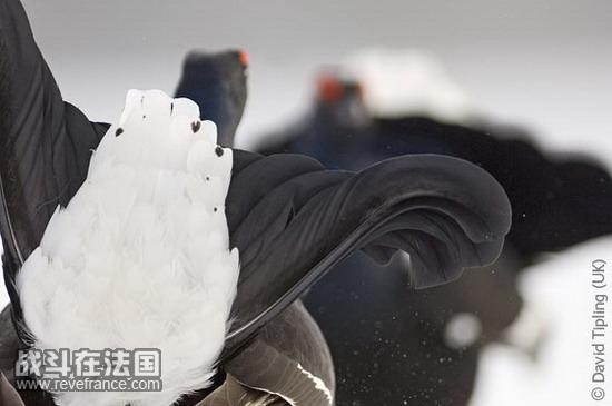 (Battling blackcocks)/大卫・迪比林(英国)