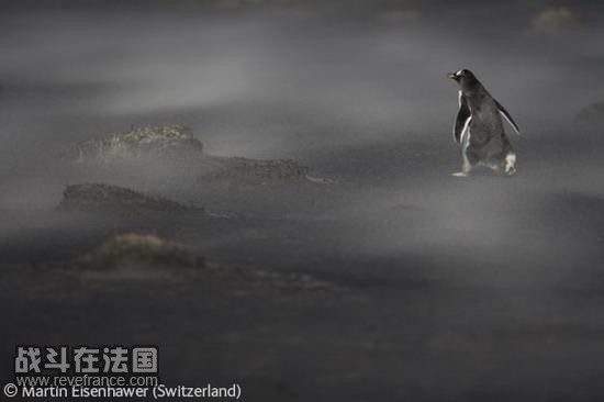 (Penguin in a sand storm)/马丁-艾森豪威尔(德国)
