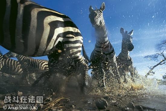 疾驶的斑马/阿努比・沙赫(英国)