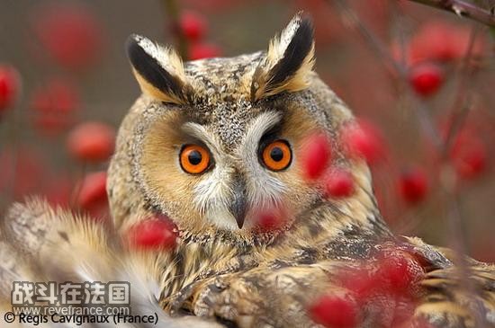 (Owl glare)/雷吉斯-卡维格纳克斯(法国)