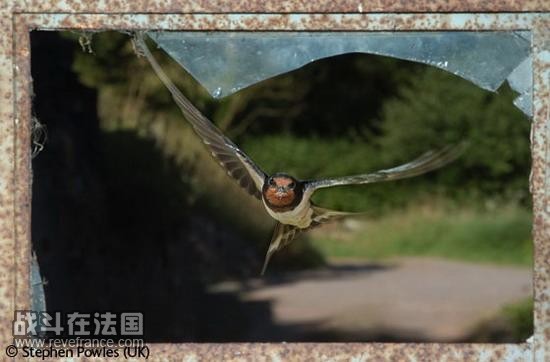 (Swallow in the frame)/斯蒂芬-珀维勒斯(英国)