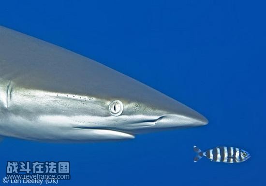 (Big fish, little fish)/伦-迪利(英国)