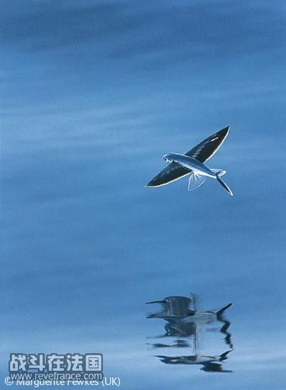 (Ocean glider)/玛格里特-菲克斯(英国)