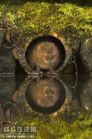 (Vole at the hole)/丹尼- C-格林(英国)