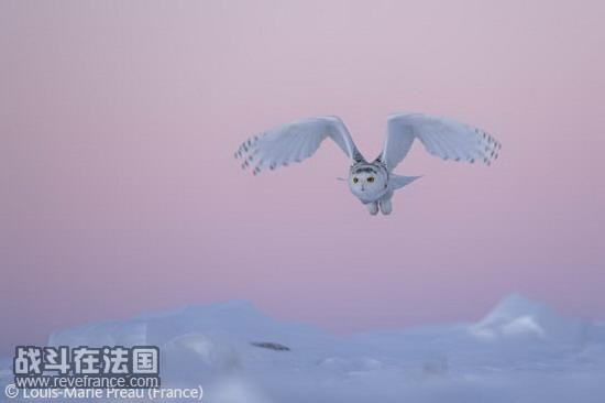 Snowy owl stoop/路易斯・玛丽・布鲁(法国)