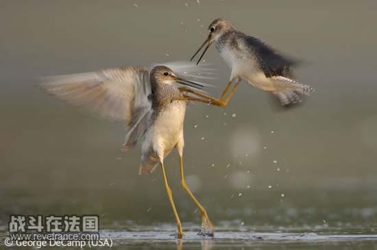 (Flight of the yellowlegs)/乔治・德卡普(美国)　