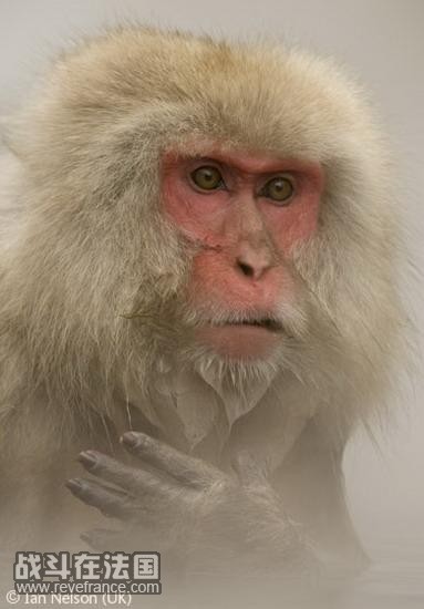 (Macaque moment)/伊恩-纳尔逊(英国)