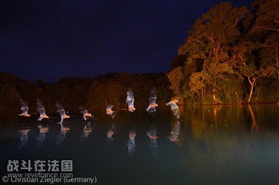 飞行的食鱼蝙蝠/克里斯蒂安・齐格尔(德国)