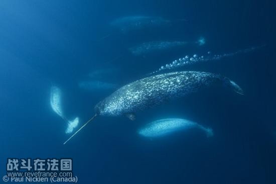 (The mysterious narwhal)/保罗-尼克伦(加拿大)