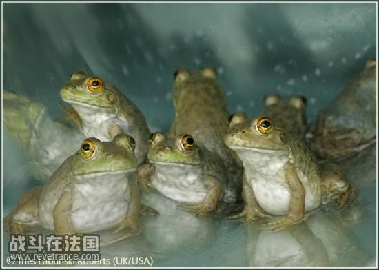 (Frog refuge)/艾恩斯-拉布尼基-罗伯茨(英国)