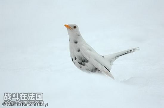 (Snow bird)/艾伯托-范托尼(意大利)