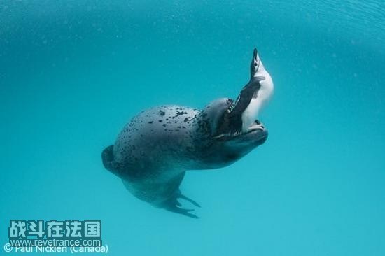 (Love of a leopard seal)/保罗-尼克伦(加拿大)