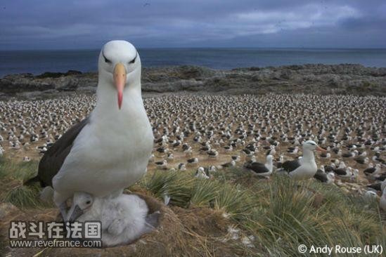 Last of the albatrosses/安迪·罗瑟(英国)