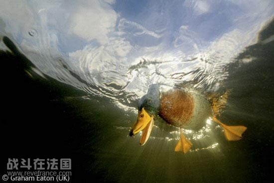 (Mallard's-eye view)/格雷厄姆-伊顿(英国)