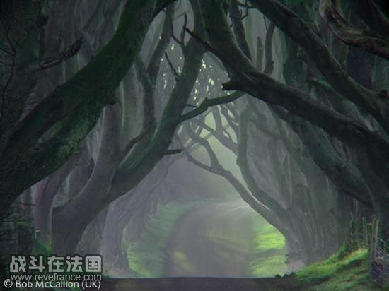 黑树篱/鲍勃・麦卡伦(英国)