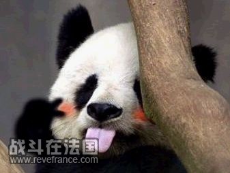 非主流熊猫.jpg