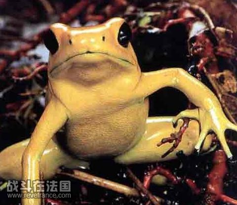 黄色FROG~.jpg