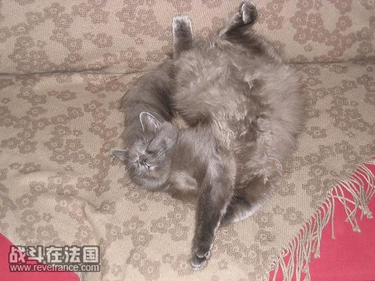chat corrige1.JPG