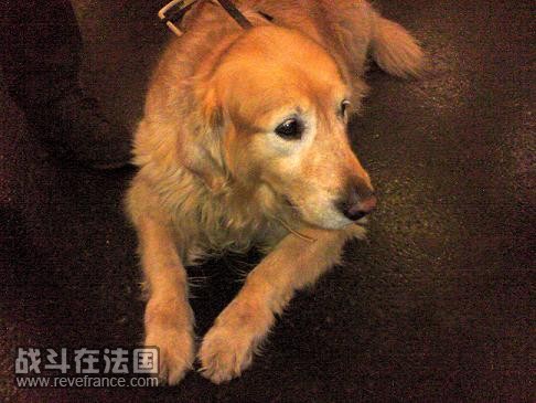 回家的路上，在火车上看到的导盲犬，是金毛，好可耐啊，拉来凑数