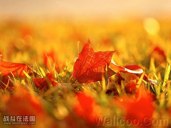 秋叶琵琶.jpg