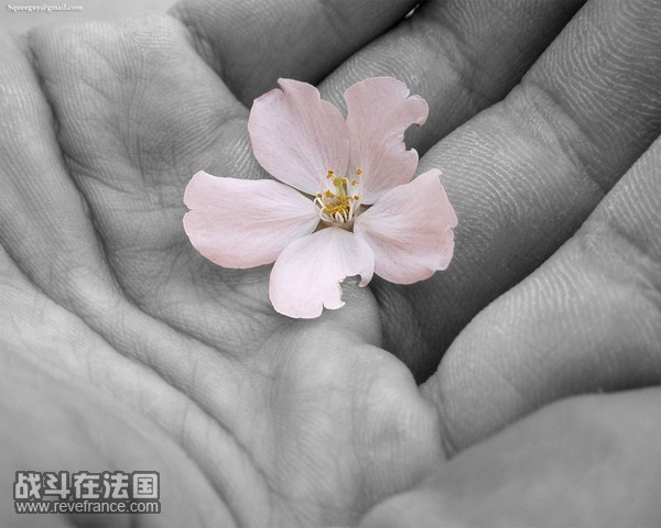 large_10244p172.jpg