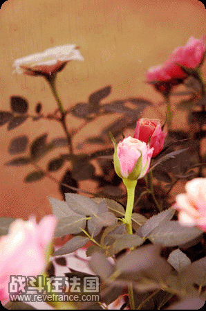 large_CiIc_5959g198172.gif