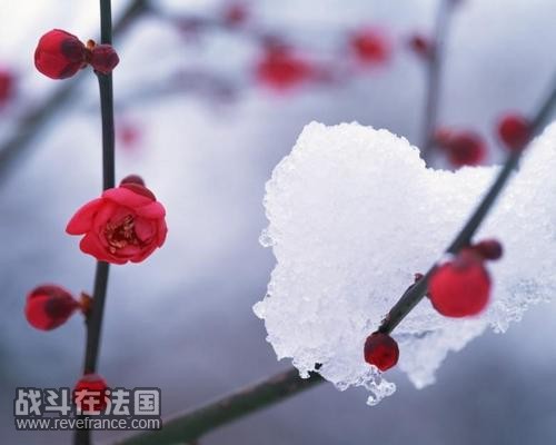 琵琶 雪梅.jpg