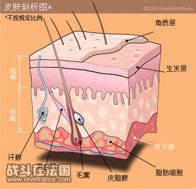 skin1.gif