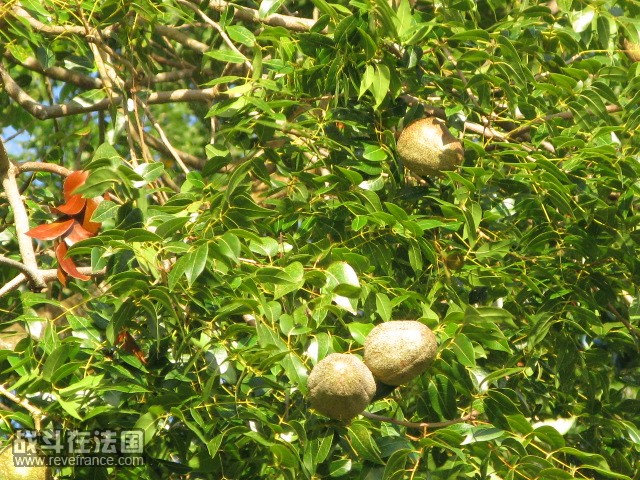 山上的野果