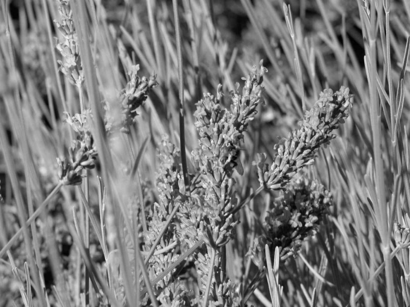 Lavandes de Provence