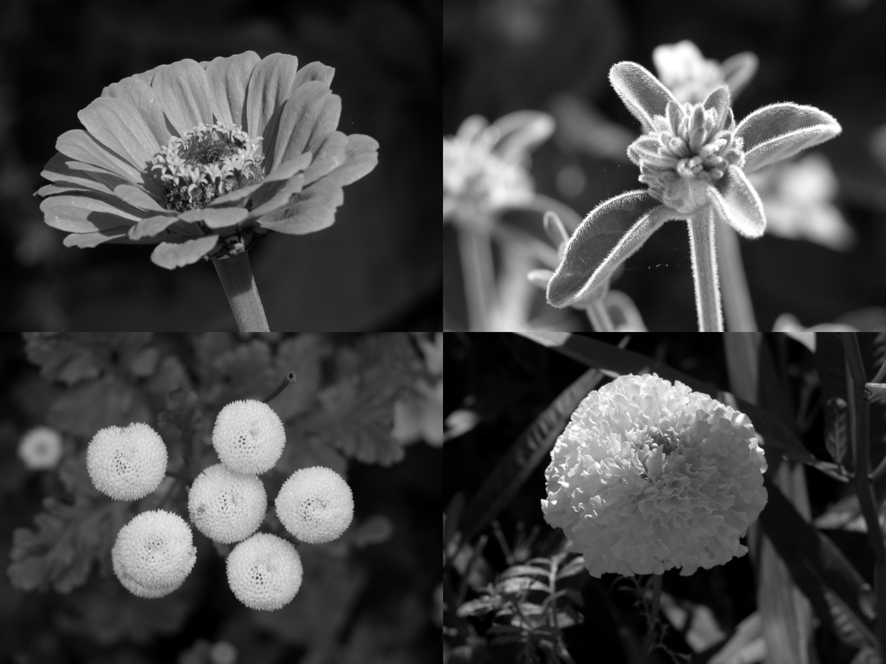 Plantes à Giverny