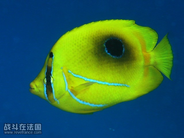 oval spot butterfly fish.jpg